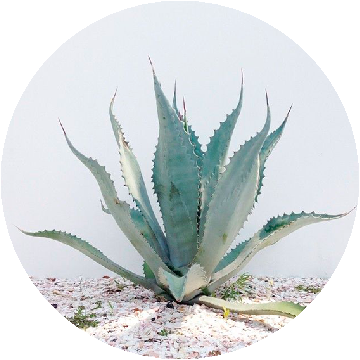Conoce Nuestros Gastrotours - Agave Turismo