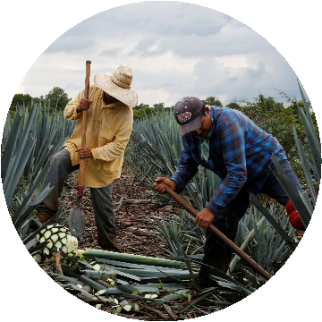 El Maguey Esencia y Tradicón - Agave Turismo