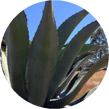 La Raspada Gastrotour - Agave Turismo 