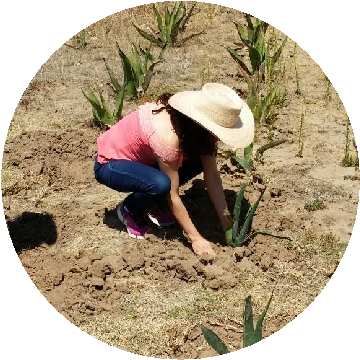La Semilla de los Dioses - Agave Turismo