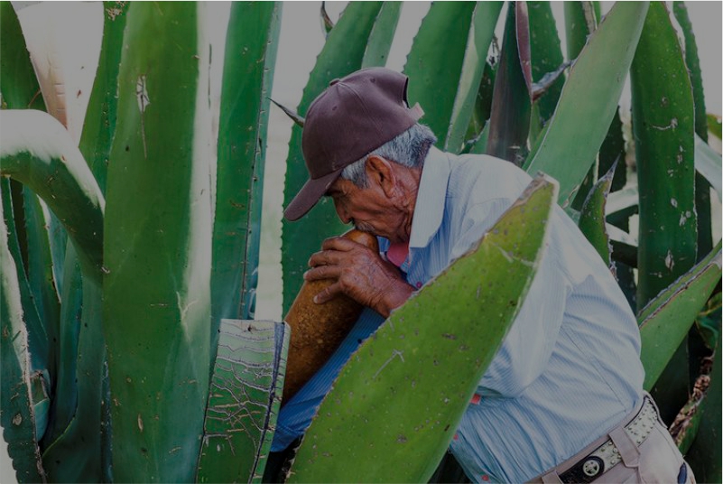 El Maguey - Arbol de las Maravillas