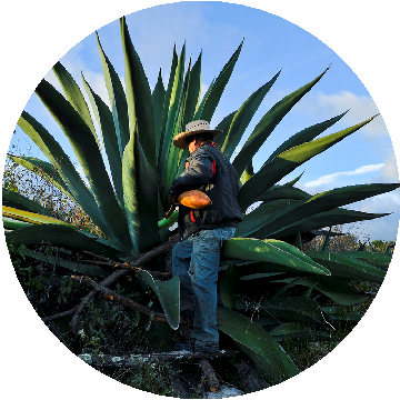 Vive a Través del Maguey  - Agave Turismo 